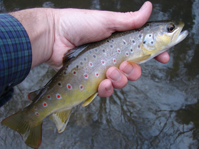 River Avon trout